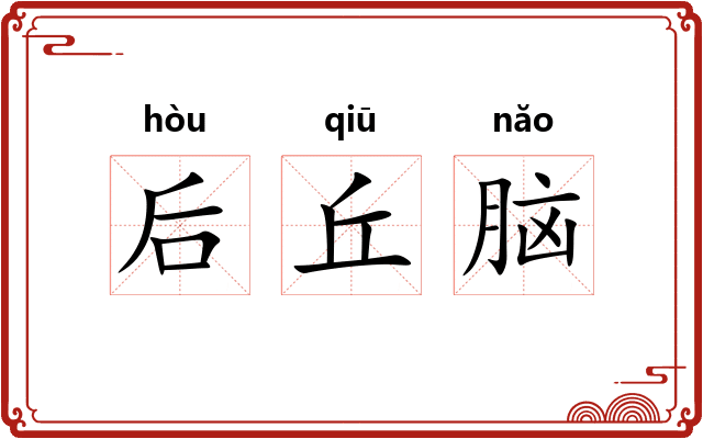 后丘脑 后丘脑