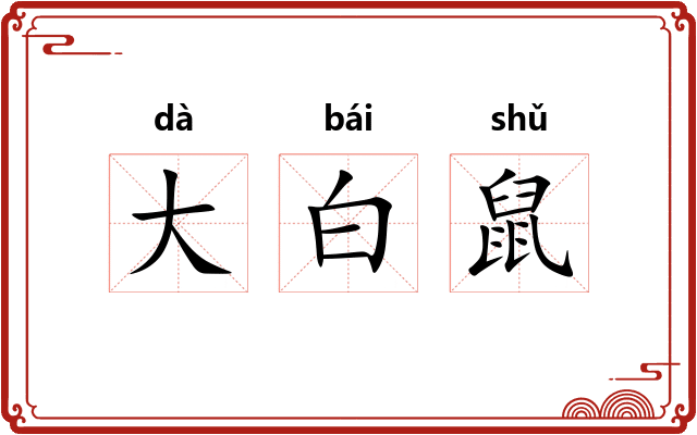 大白鼠