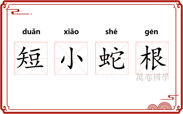 短小蛇根