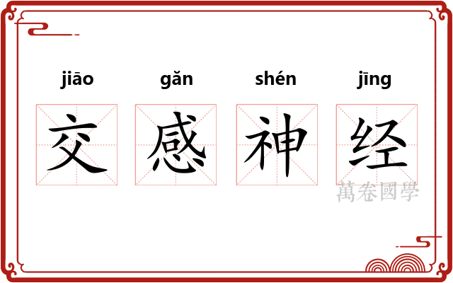 交感神经 交感神经