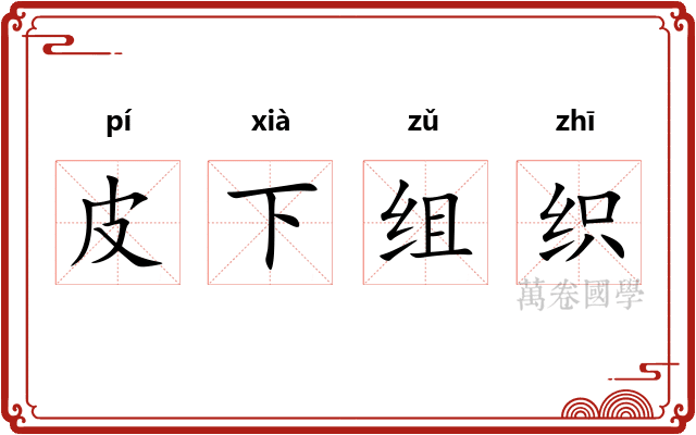 皮下组织 皮下组织