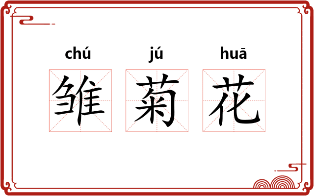雏菊花