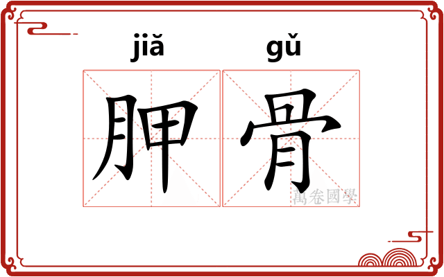 胛骨 胛骨