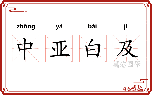 中亚白及