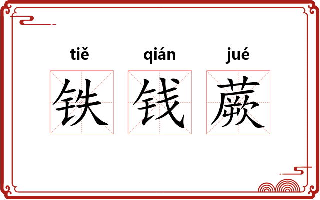 铁钱蕨