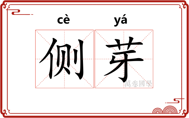 侧芽