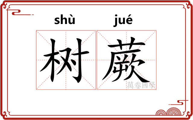 树蕨