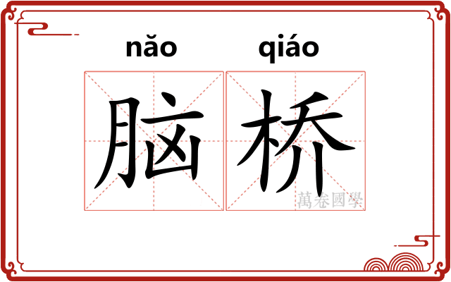 脑桥