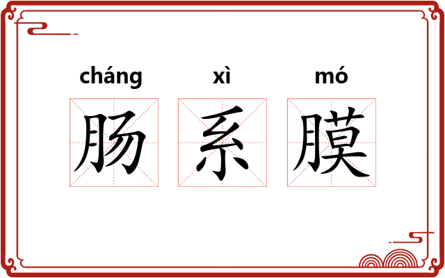 肠系膜 肠系膜