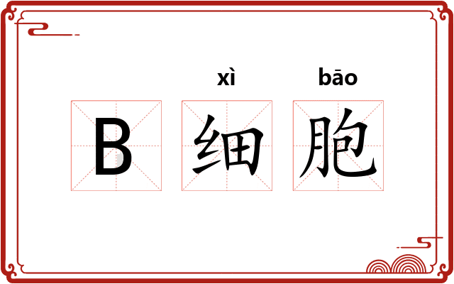B细胞