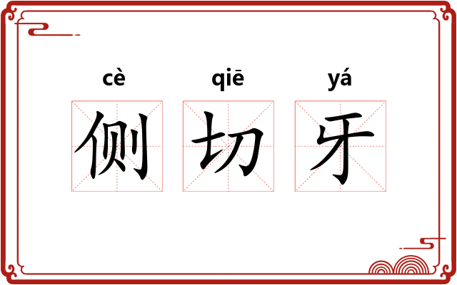 侧切牙