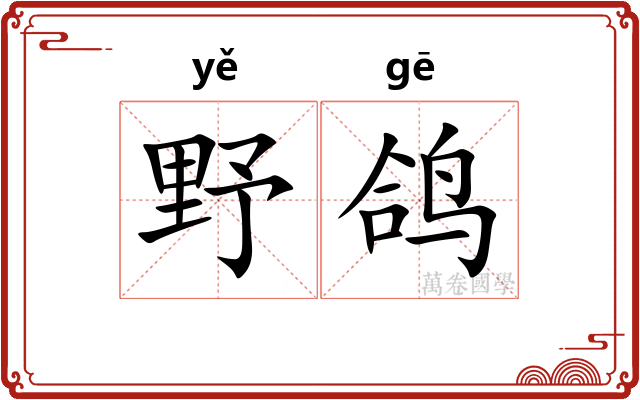 野鸽 野鸽