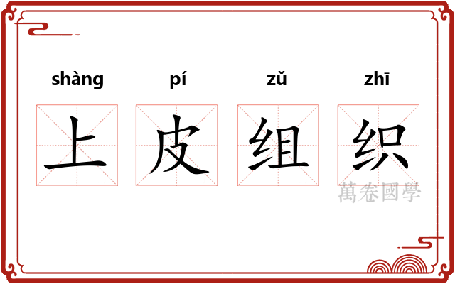 上皮组织 上皮组织