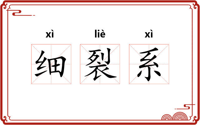 细裂系 细裂系