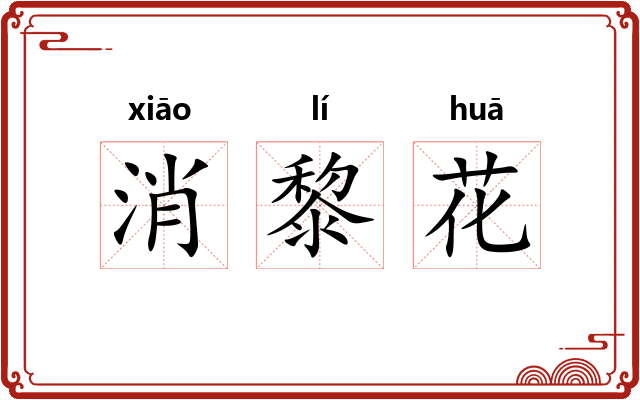 消黎花 消黎花