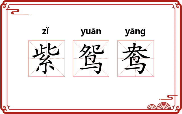 紫鸳鸯 紫鸳鸯