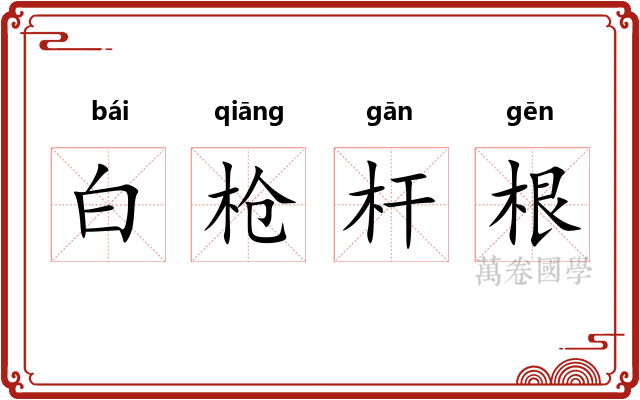 白枪杆根 白枪杆根