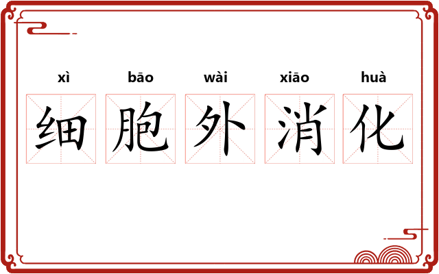 细胞外消化