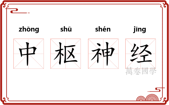 中枢神经 中枢神经