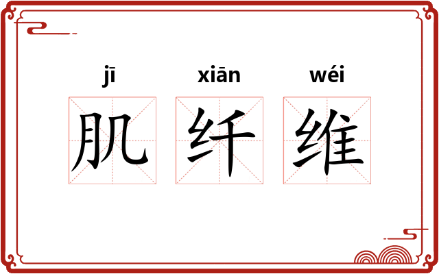 肌纤维 肌纤维
