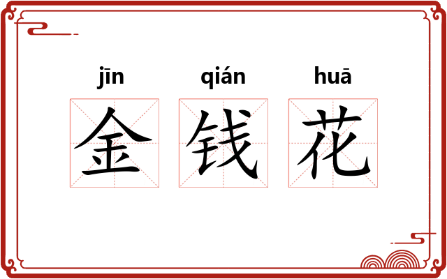 金钱花