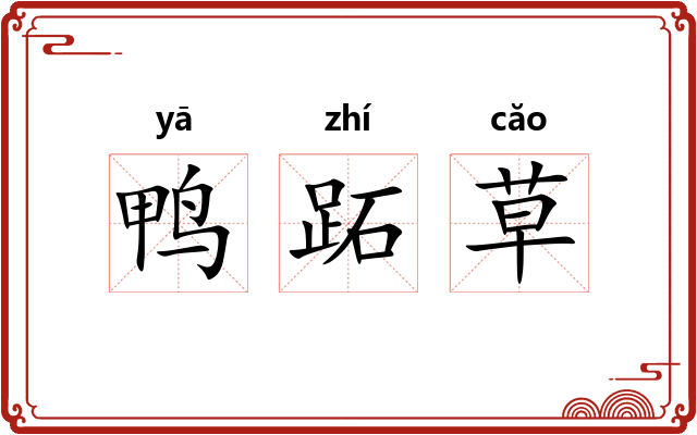 鸭跖草 鸭跖草