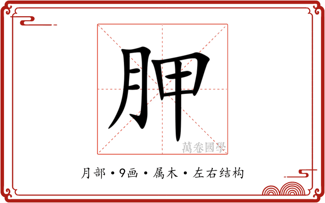 胛 胛