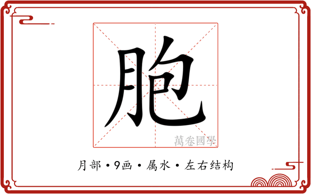 胞 胞