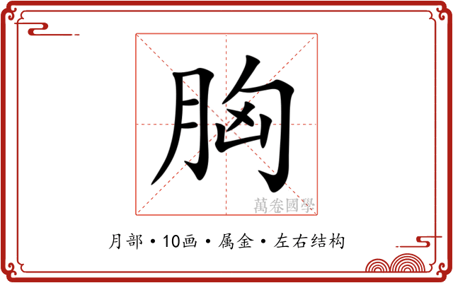 胸 胸