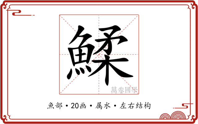 鰇 鰇